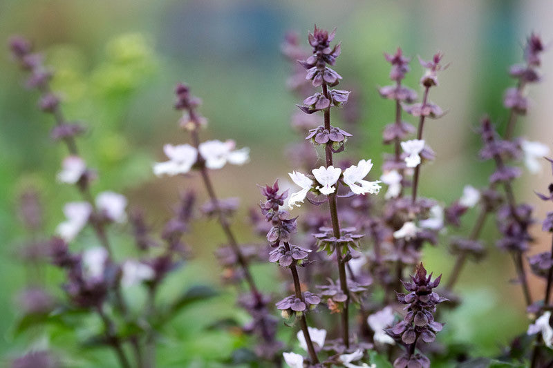 Ocimum Flower seeds for Planting, Fragrant Blossoms Heirloom & GMO Free Seeds for Home Garden