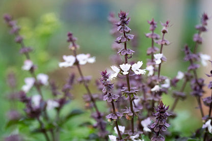Ocimum Flower seeds for Planting, Fragrant Blossoms Heirloom & GMO Free Seeds for Home Garden