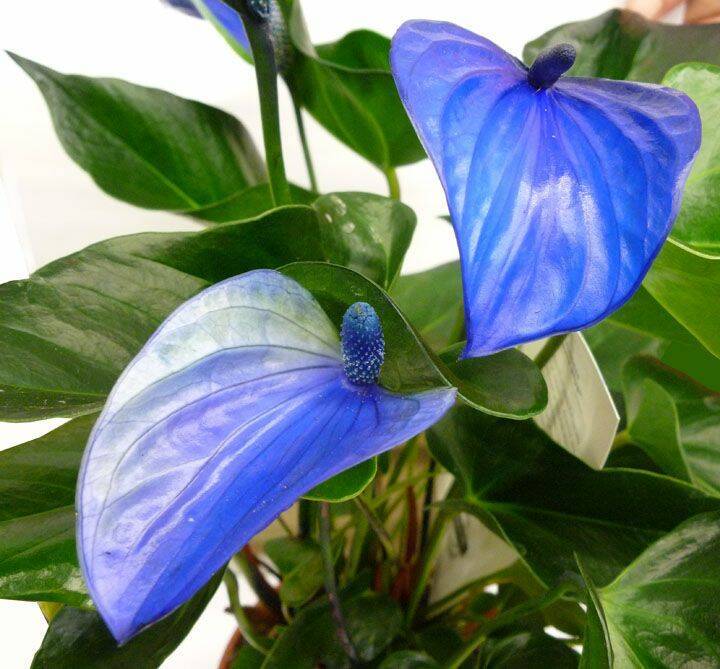 Blue Anthurium Plant Seeds Planting Exotic Blooms