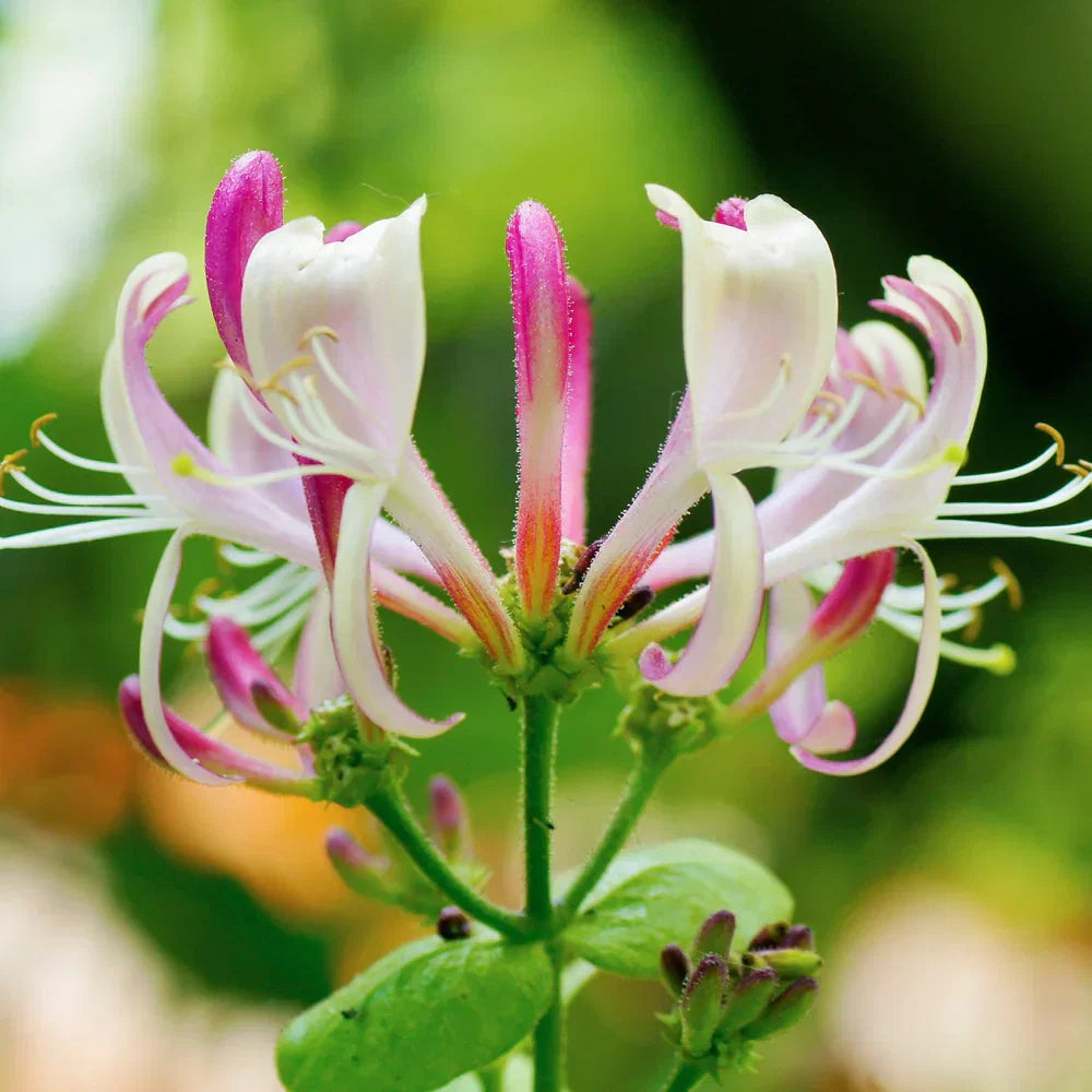 Lonicera Flower seeds for Planting Wildflower Mix Heirloom & GMO Free Seeds for Home Garden