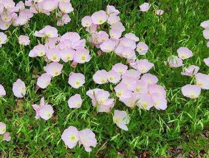 Oenothera speciosa (Mexican or Showy Evening Primrose)Flower Seeds for Planting Flower seeds for Planting Bright Blooms Heirloom GMO flower your garden