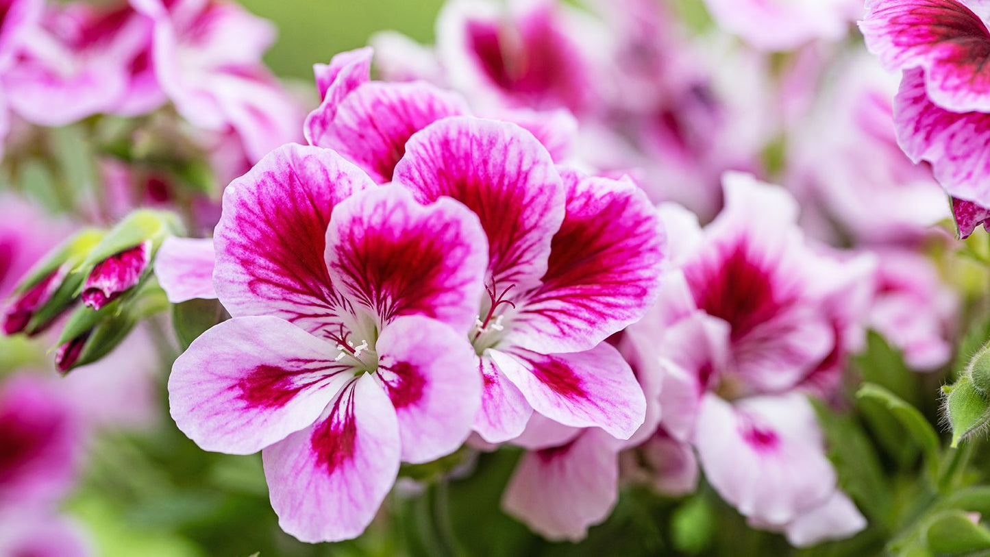 Queling Geranium Flower seeds for Planting, Premium Quality Heirloom & GMO Free Seeds for Home Garden