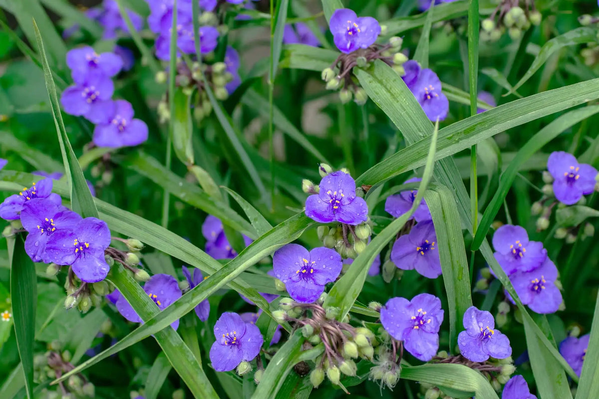 Tradescantia Spiderwort Flower seeds for Planting Bright Blooms Heirloom & GMO Free Seeds for Home Garden