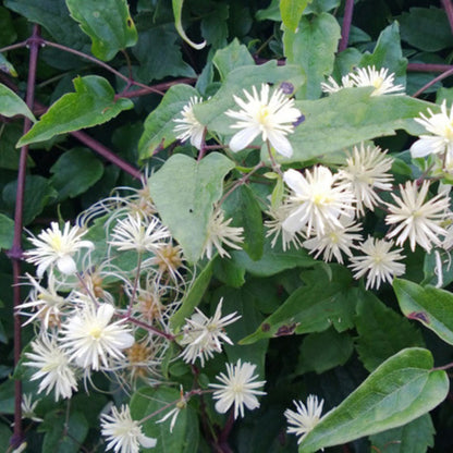 Old Man’s Beard Flower seeds for Planting Cut Flower Favorite Heirloom & GMO Free Seeds for Home Garden