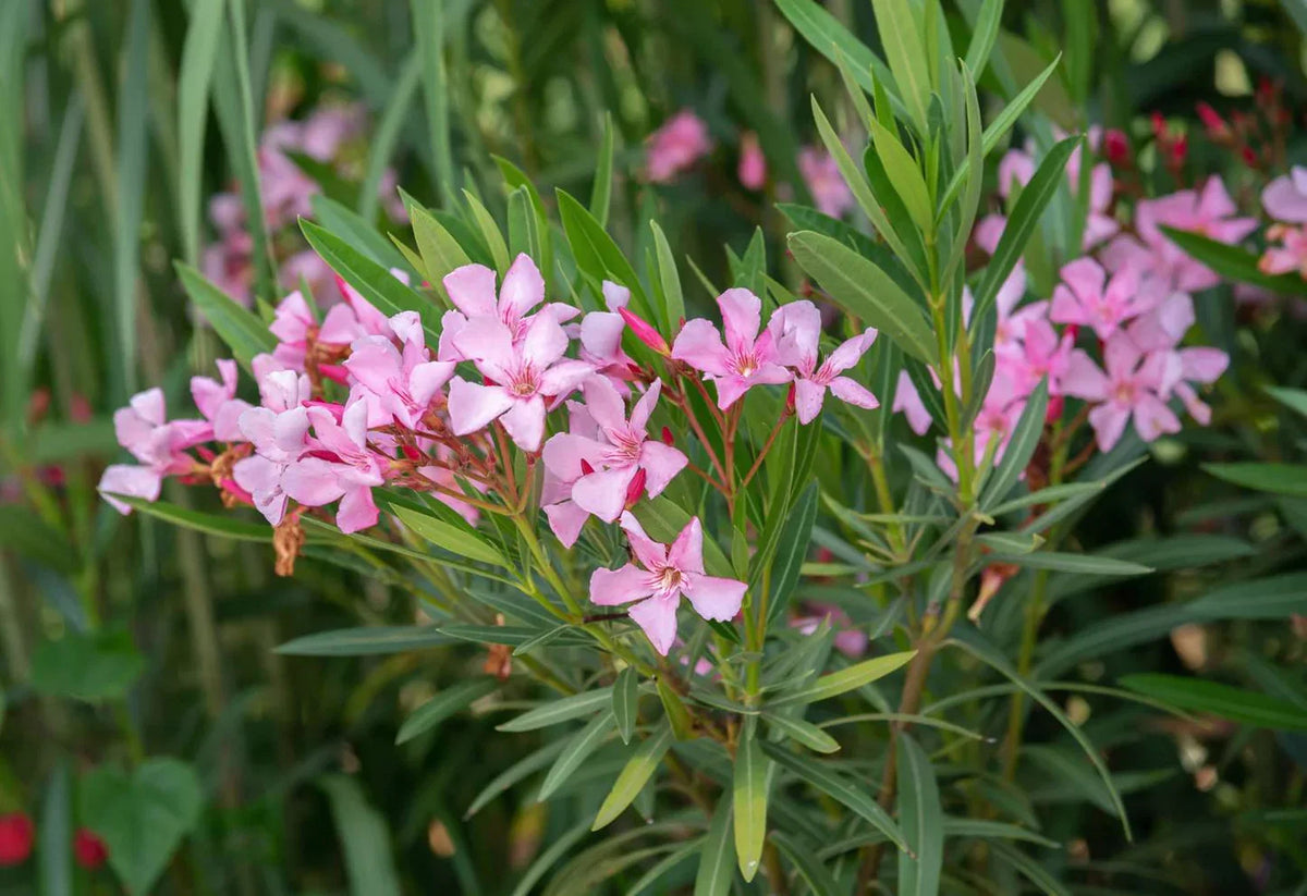 Nerium Flower seeds for Planting Pollinator Friendly Heirloom & GMO Free Seeds for Home Garden