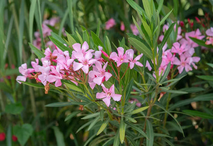 Nerium Flower seeds for Planting Pollinator Friendly Heirloom & GMO Free Seeds for Home Garden