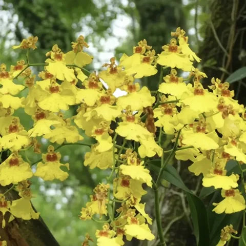Oncidium Flower seeds for Planting Vibrant Colors Heirloom & GMO Free Seeds for Home Garden