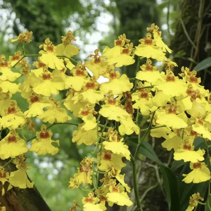 Oncidium Flower seeds for Planting Vibrant Colors Heirloom & GMO Free Seeds for Home Garden
