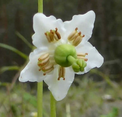 Wintergreen Flower seeds for Planting Perfect for Borders Heirloom & GMO Free Seeds for Home Garden