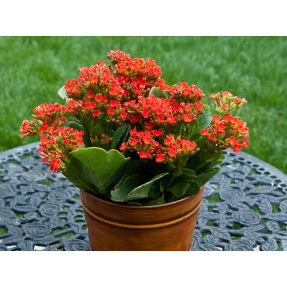 Premium Red Kalanchoe Humilis Flower seeds for Planting Low Maintenance, Heirloom & GMO Free Seeds for Home Garden seeds