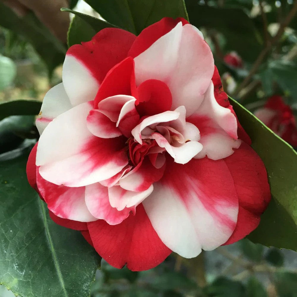 Camellia Red White Flower seeds for Planting Seasonal Bloomer, Heirloom & GMO Free Seeds for Home Garden vegetable and garden seeds