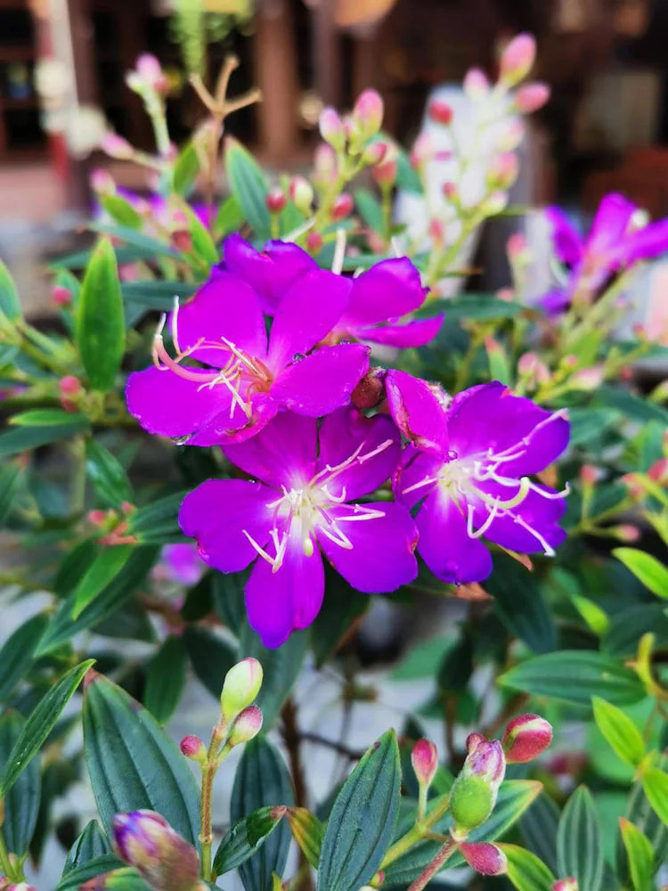 Premium Purple Tibouchina Flower seeds for Planting Shade Tolerant, Heirloom & GMO Free Seeds for Home Garden seeds