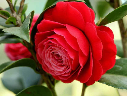 Premium Camellia Flower Seeds Red Flower seeds for Planting Cottage Garden Essential, Heirloom & GMO Free Seeds for Home Garden seeds