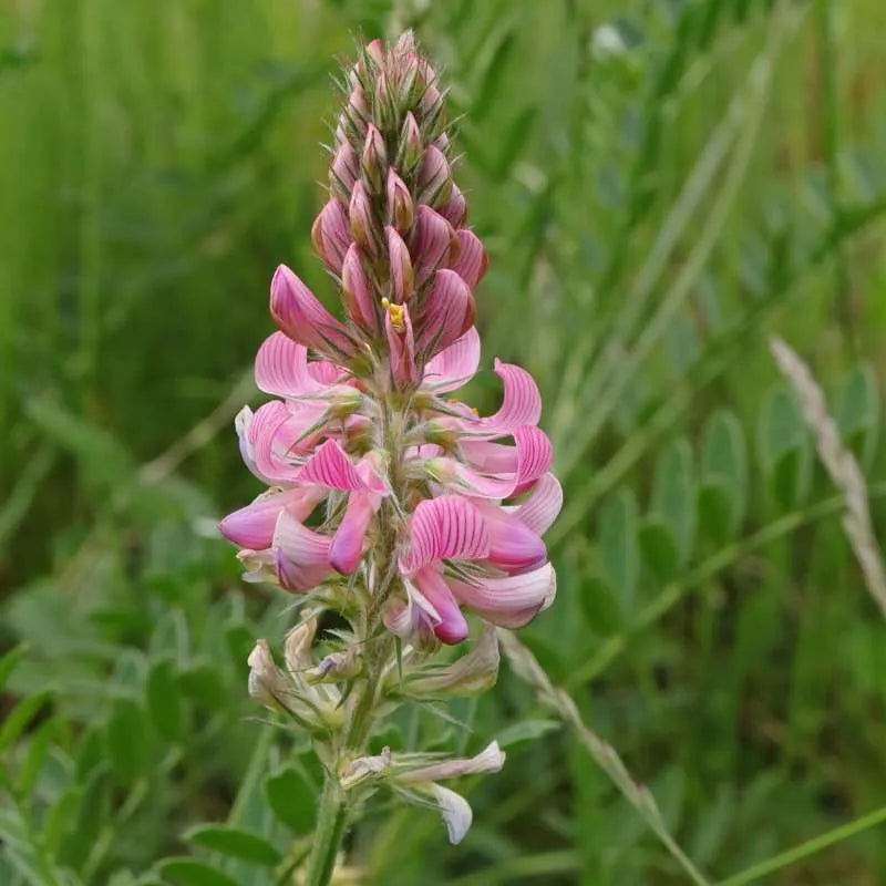 Heirloom Sainfoin Flower seeds for Planting Pollinator Friendly, Heirloom & GMO Free Seeds for Home Garden seeds for planting
