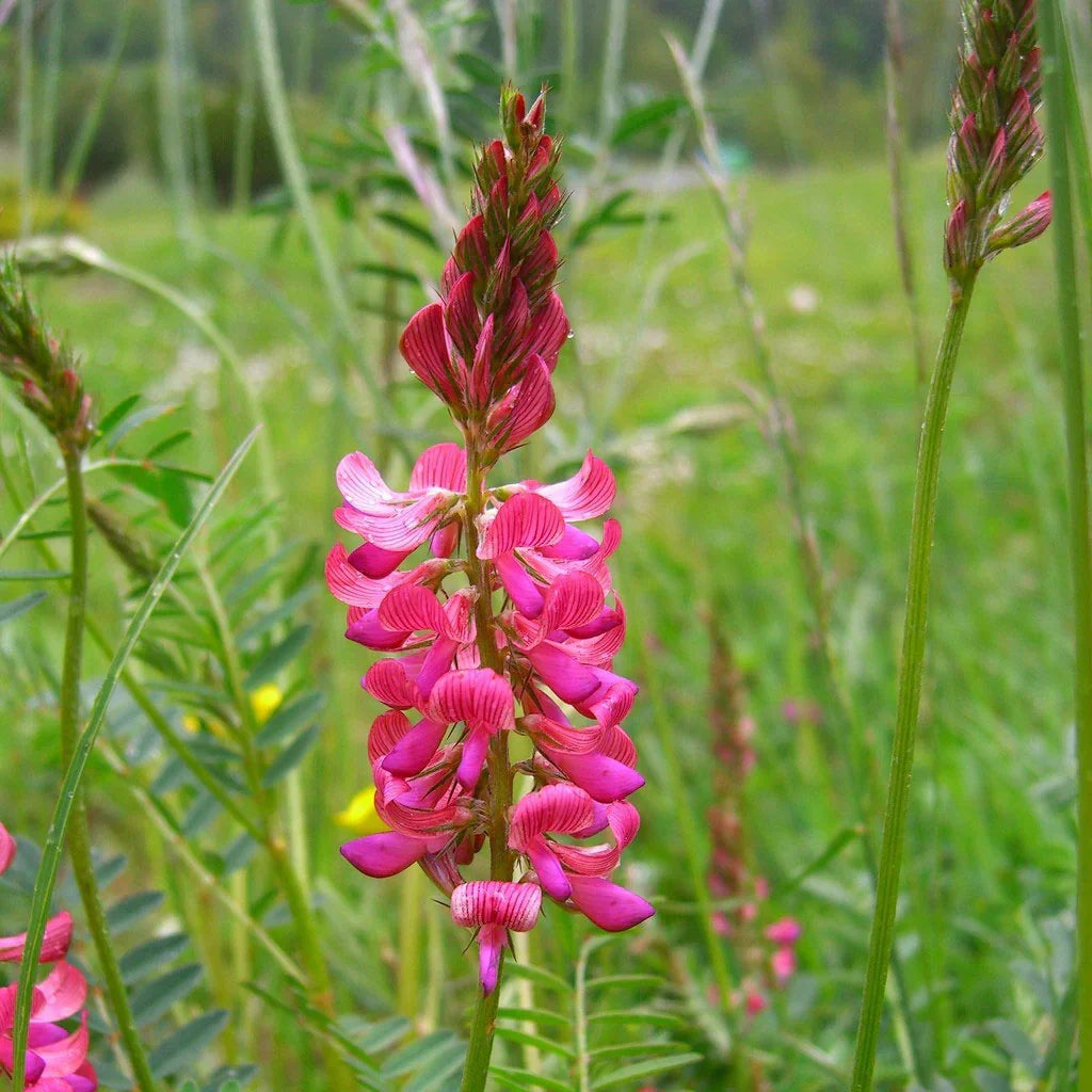 Onobrychis Viciifolia Meadow Flower Seeds for Planting