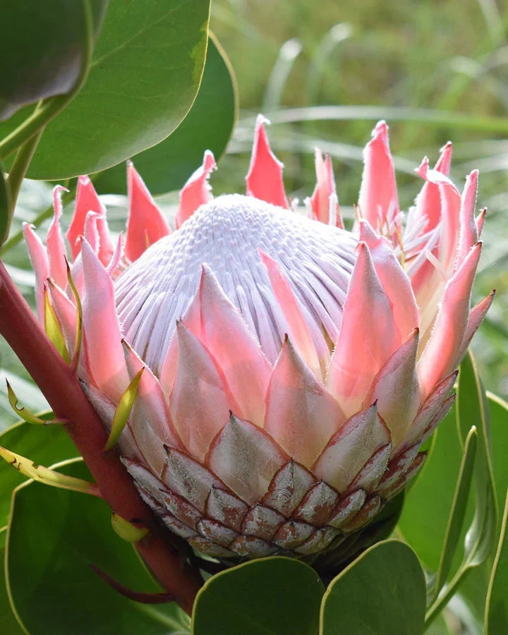 Premium Protea Flower seeds for Planting Sun Loving, Heirloom & GMO Free Seeds for Home Garden seeds