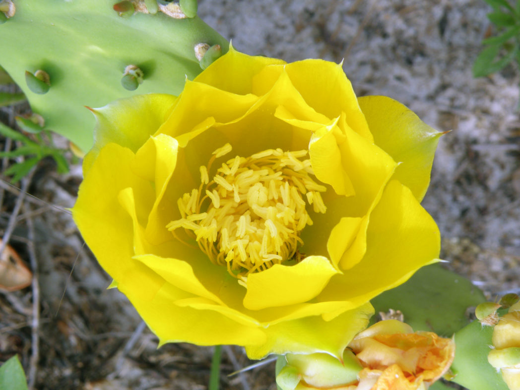 Heirloom Yellow Opuntia Flower seeds for Planting Pollinator Friendly Heirloom & GMO Free Seeds for Home Garden