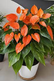 Orange Anthurium flowers enhancing a tropical garden