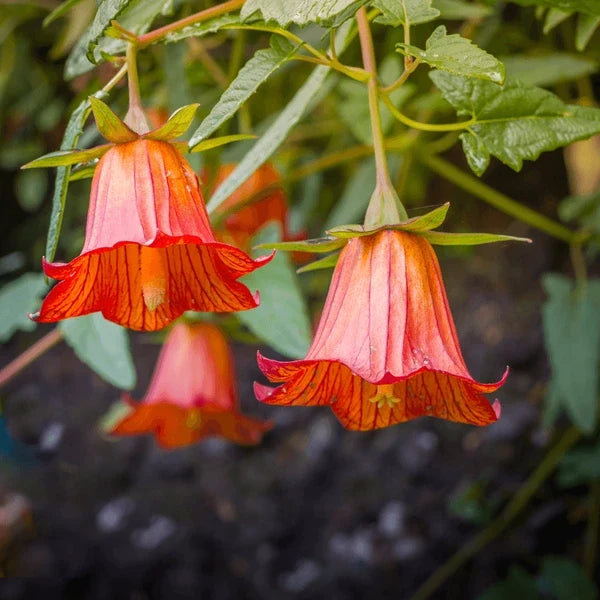 Canarina Flower seeds for Planting Wildflower Mix, Heirloom & GMO Free Seeds for Home Garden vegetable and garden seeds