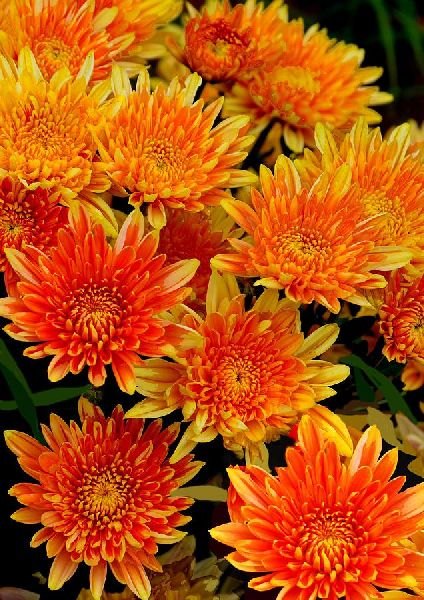 Orange Chrysanthemum Flower seeds for Planting Hardy Variety, Heirloom & GMO Free Seeds for Home Garden vegetable and garden seeds