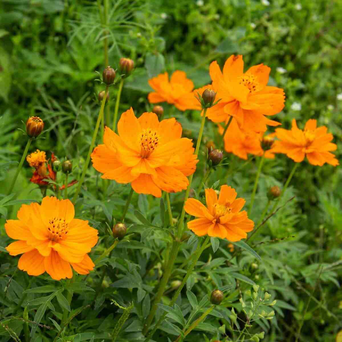 High quality Orange Cosmos Flower seeds for Planting Long Bloom Season, Heirloom & GMO Free Seeds for Home Garden seeds pack