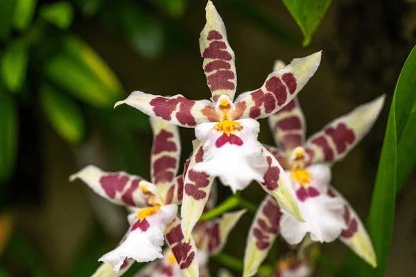 Premium Cream Eggs Baby Orchid Flower seeds for Planting Easy to Grow, Heirloom & GMO Free Seeds for Home Garden seeds