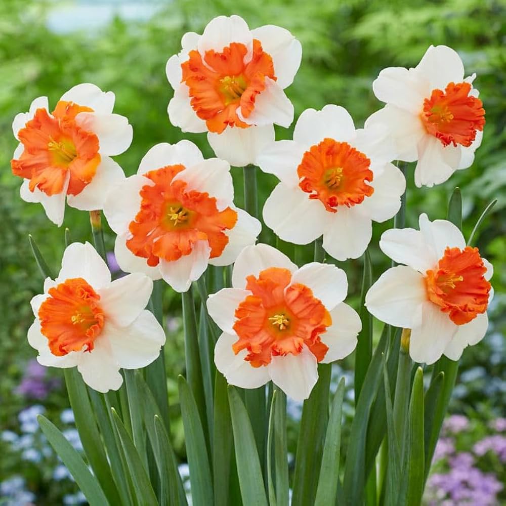 Orange Daffodil Flower Seeds for Planting
