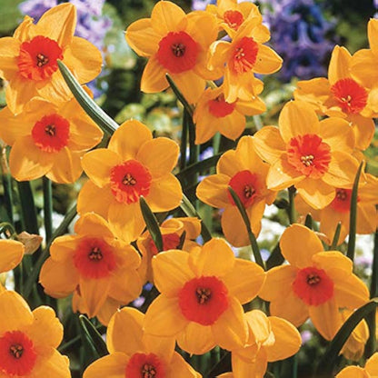 Orange Daffodil Flower Seeds for Planting