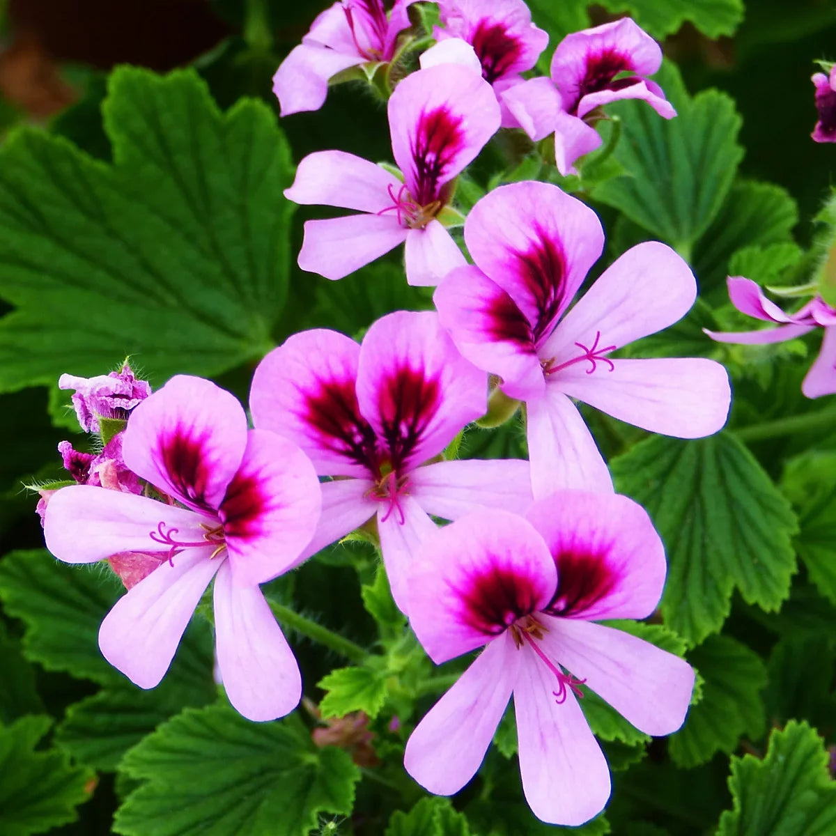 Pelargonium Perennial Flower Seeds for Easy Planting