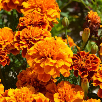 Orange Carnations Flower seeds for Planting Bright Blooms Heirloom & GMO Free Seeds for Home Garden
