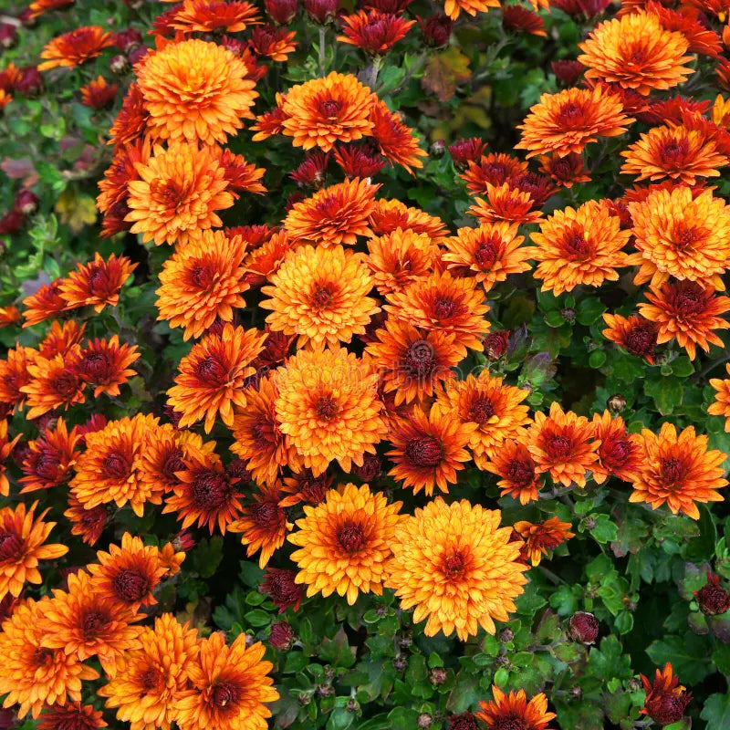 Deep Orange Chrysanthemum Flower seeds for Planting Sun Loving, Heirloom & GMO Free Seeds for Home Garden vegetable and garden seeds