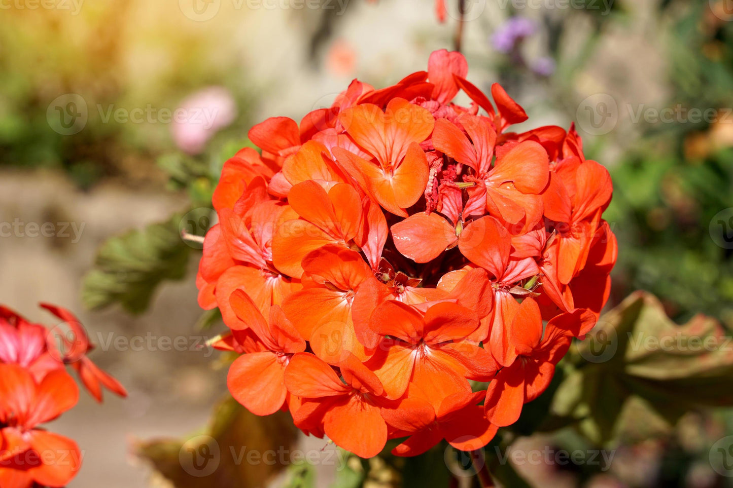Orange Geranium Flower Garden Seeds Flower seeds for Planting - Sun Loving, Heirloom & GMO Free Seeds for Home Garden