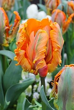 Orange Gray Tulip Flower Seeds for Planting
