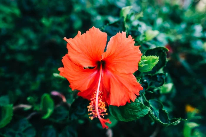 Hibiscus Flower Seeds in Orange Flower seeds for Planting Low Maintenance, Heirloom & GMO Free Seeds for Home Garden vegetable and garden seeds