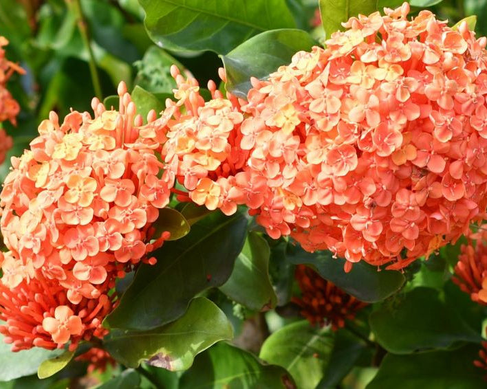 Premium Hydrangea Orange Flower seeds for Planting Wildflower Mix, Heirloom & GMO Free Seeds for Home Garden seeds
