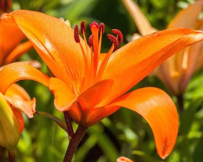 Lilium Flower seeds for Planting Garden Favorite Heirloom & GMO Free Seeds for Home Garden 
 
 Sale for planting in home garden