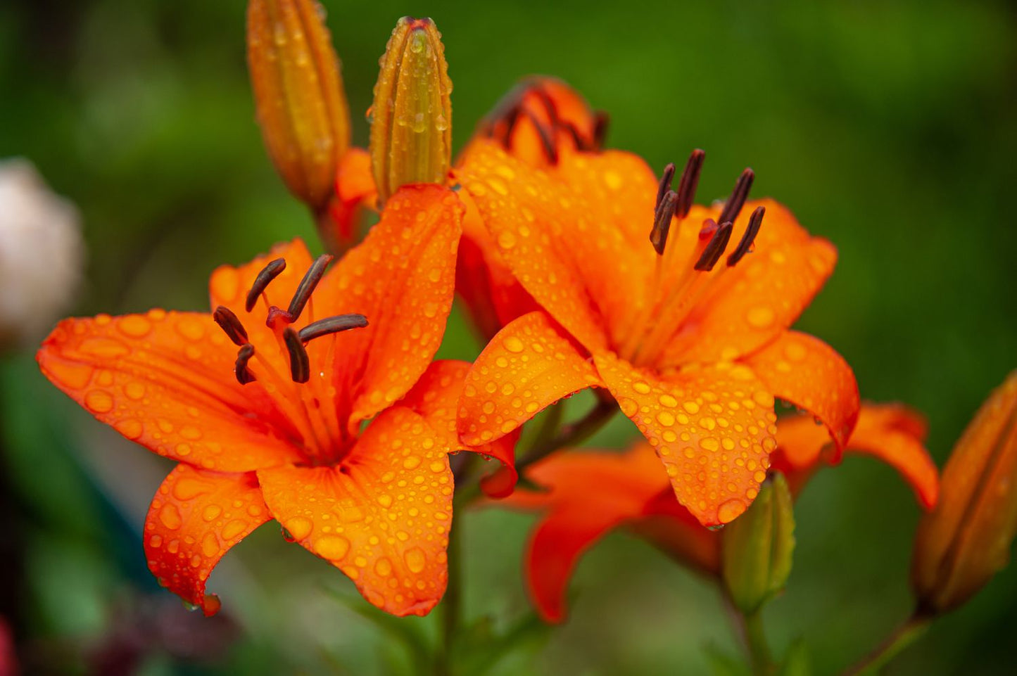 Lilium Flower seeds for Planting Garden Favorite Heirloom & GMO Free Seeds for Home Garden