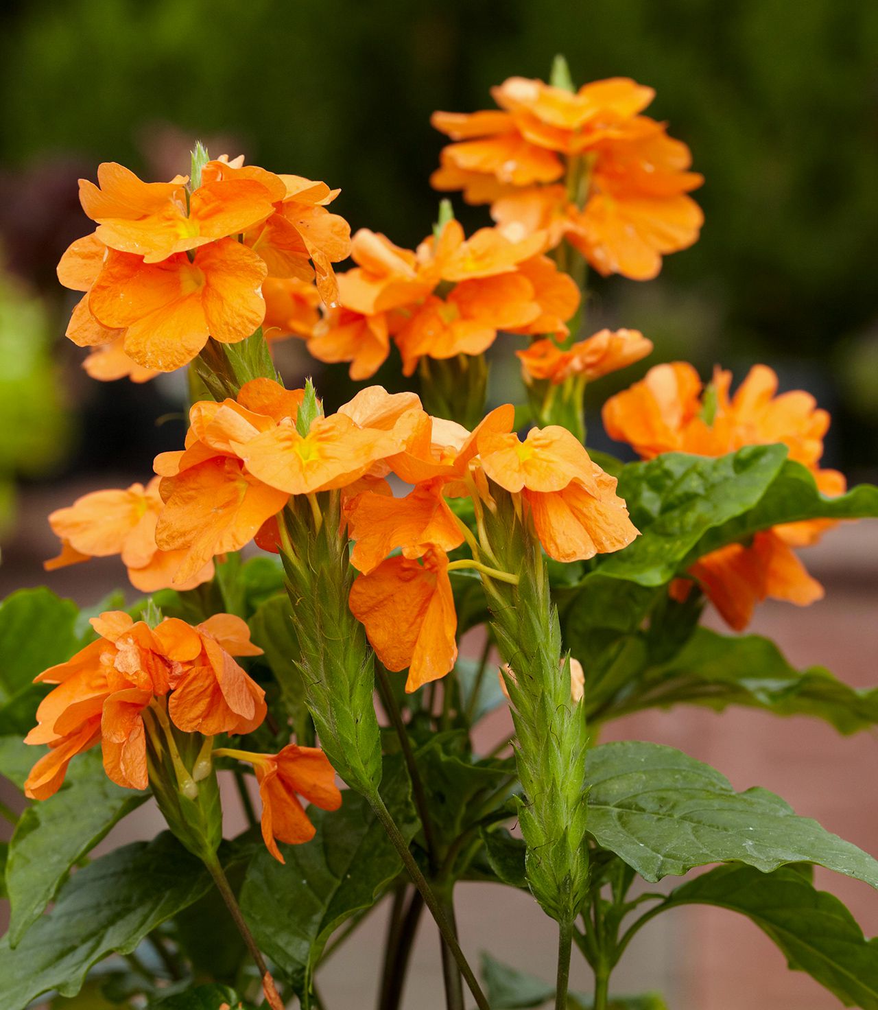 Orange Marmalade Flower seeds for Planting Cut Flower Favorite, Heirloom & GMO Free Seeds for Home Garden seeds for planting