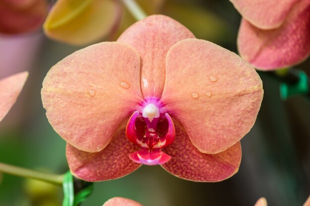 High quality Peach Phalaenopsis Orchid Flower seeds for Planting Perfect for Borders, Heirloom & GMO Free Seeds for Home Garden seeds pack