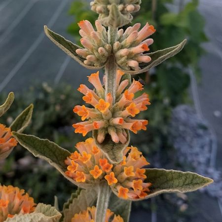 Orange Pink Buddleia Flower Seeds for Planting