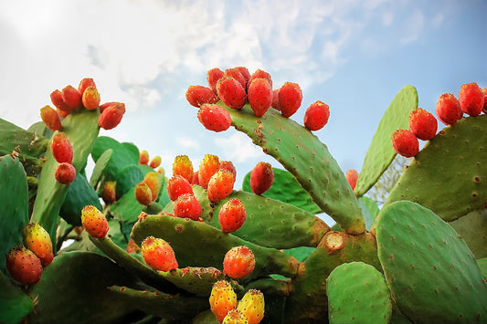 Orange Prickly Pear Cactus Seeds – Opuntia ficus-indica Non-GMO Nopal Plant