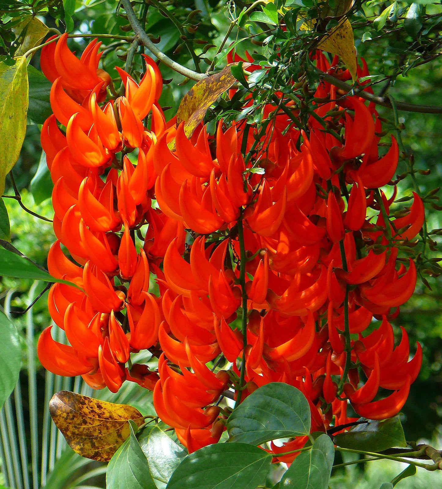 Orange Strongylodon Macrobotrys Flower Clusters