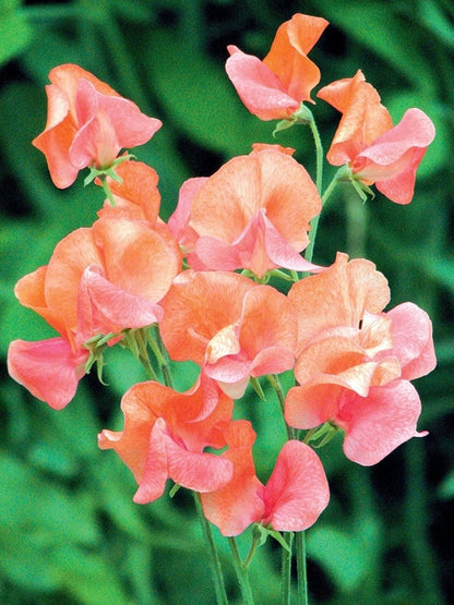 Orange Sweet Pea Flowers Along Garden Borders