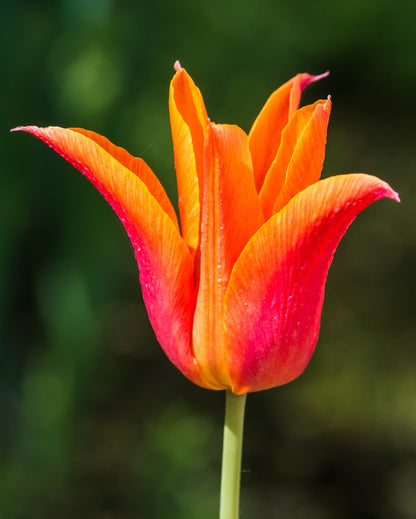 Tulip Flower seeds for Planting Fragrant Blossoms Heirloom & GMO Free Seeds for Home Garden