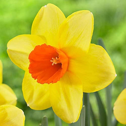 Orange & Yellow Daffodil Seeds for Planting