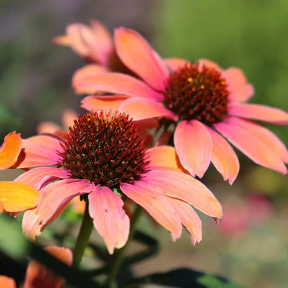 Echinacea Purpurea Flower seeds for Planting Wildflower Mix Heirloom & GMO Free Seeds for Home Garden