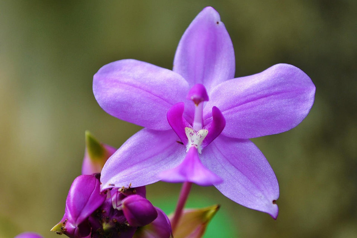 Orchid Flower seeds for Planting Vibrant Colors Heirloom & GMO Free Seeds for Home Garden