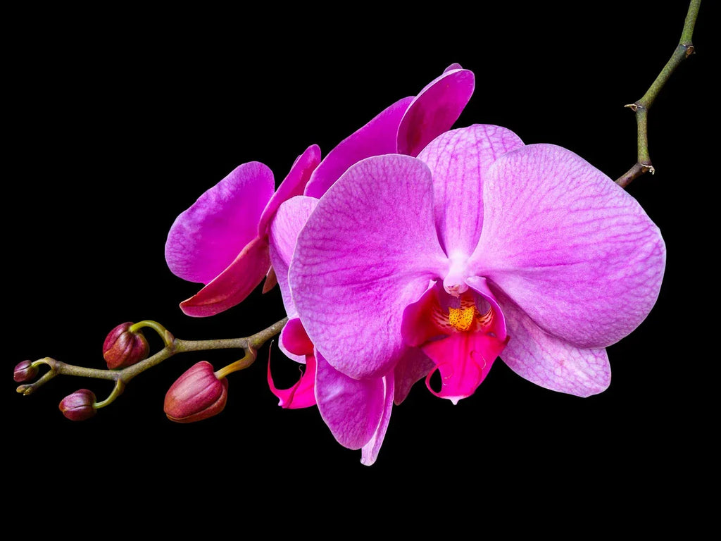 Lavender Dendrobium Flower seeds for Planting Low Maintenance, Heirloom & GMO Free Seeds for Home Garden vegetable and garden seeds