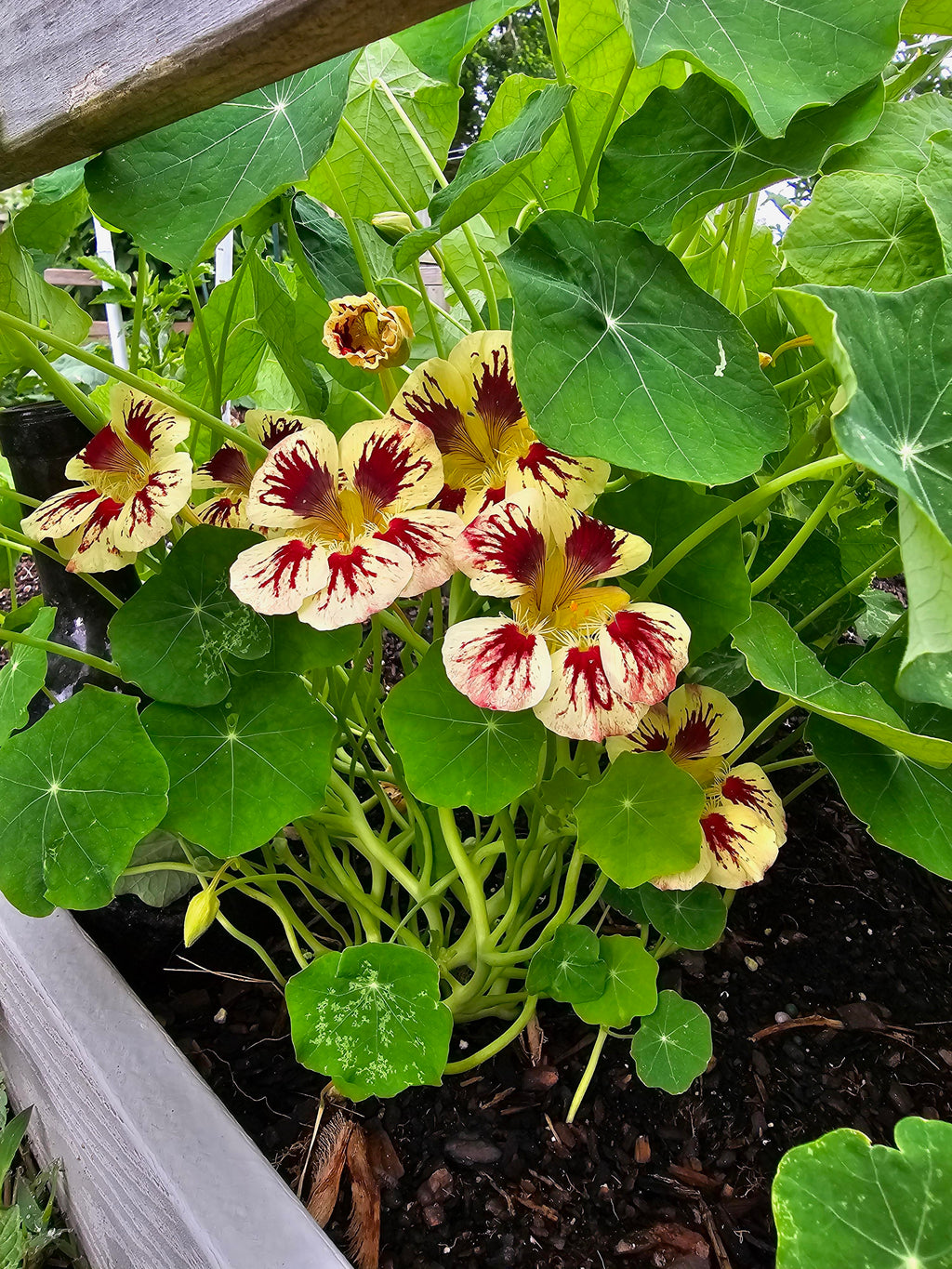 Cream Pink Nasturtium Flower seeds for Planting Vibrant Colors, Heirloom & GMO Free Seeds for Home Garden vegetable and garden seeds