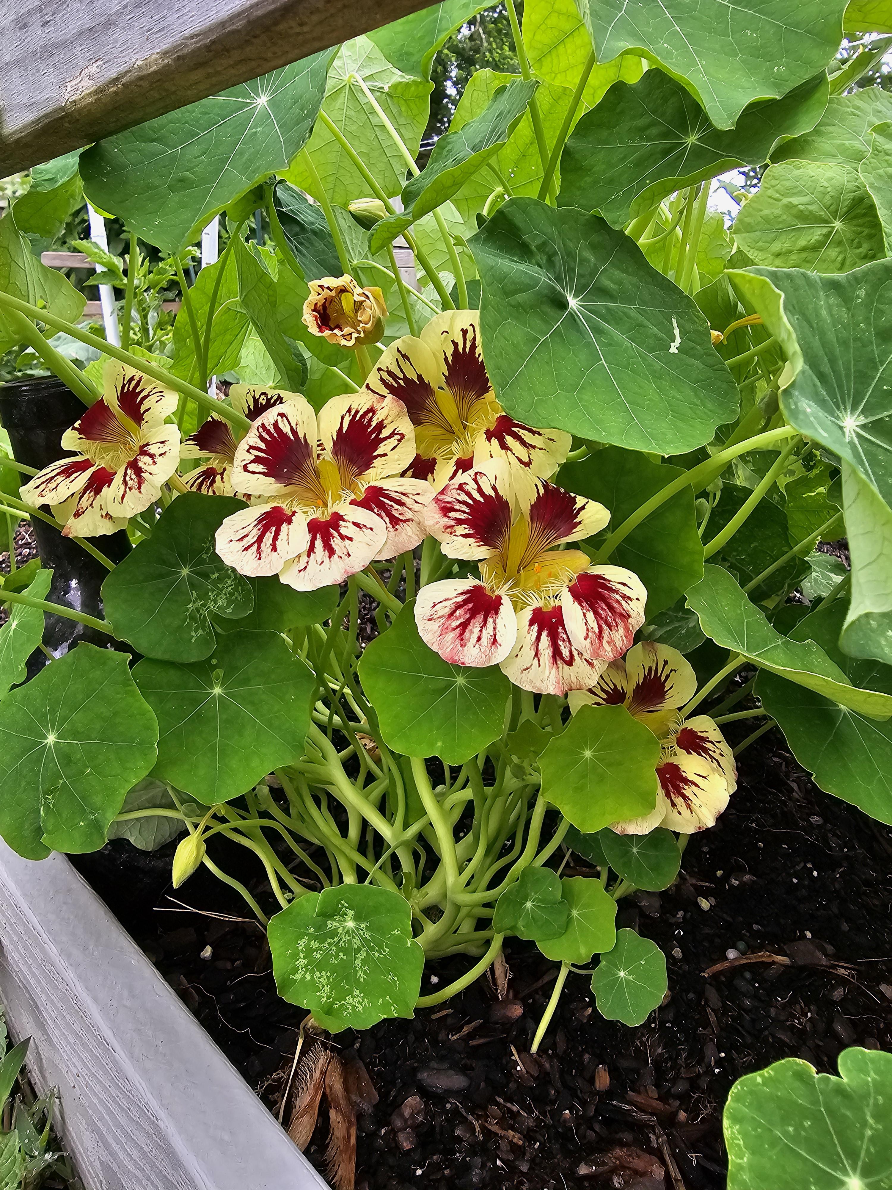 Cream Pink Nasturtium Flower seeds for Planting Vibrant Colors, Heirloom & GMO Free Seeds for Home Garden vegetable and garden seeds